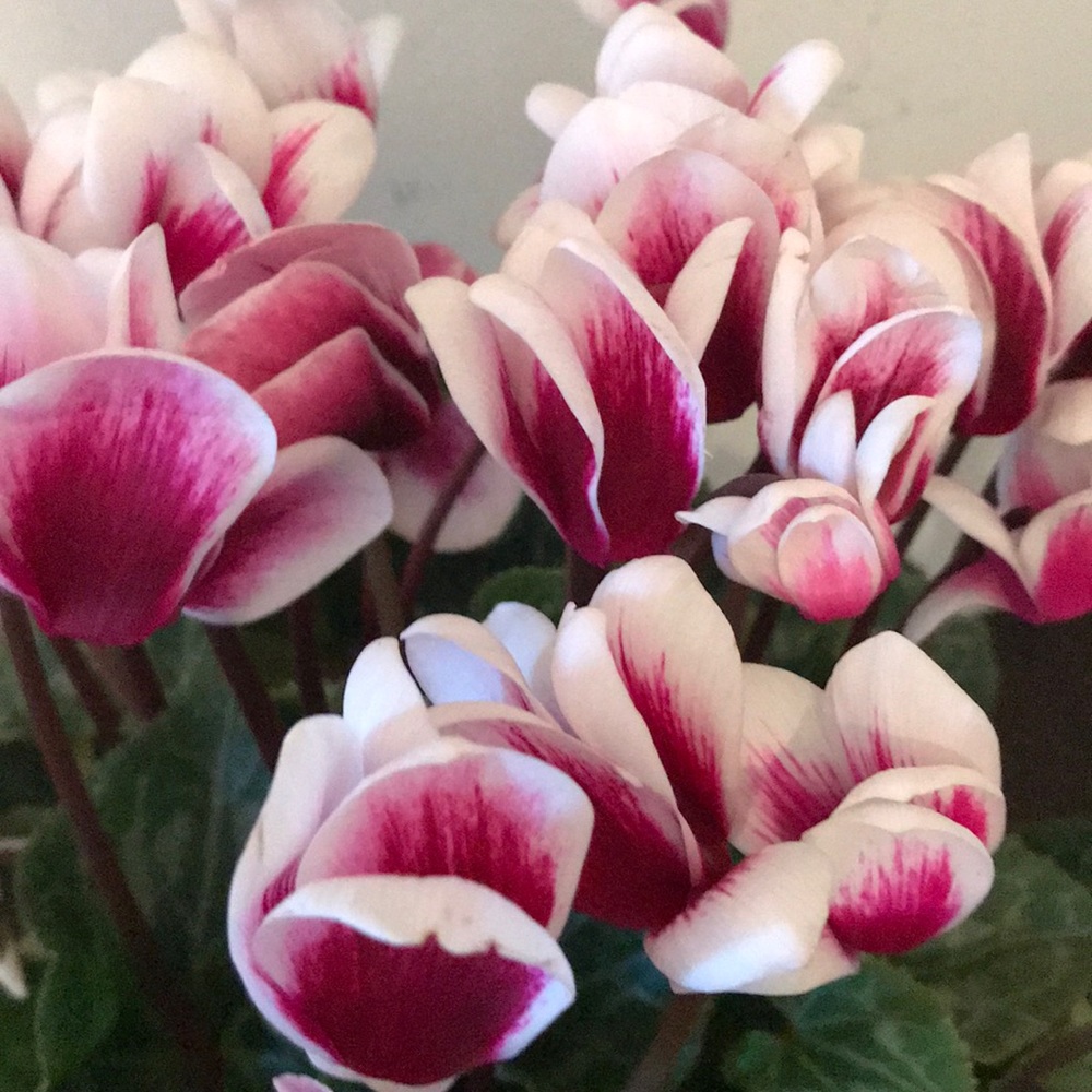 Meet your Posher, Stella